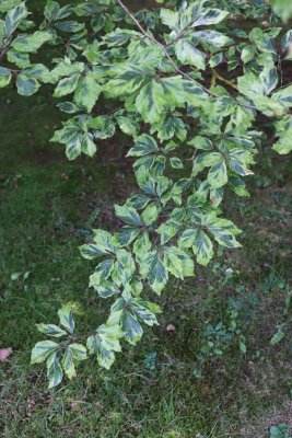 Fagus sylvatica 'Albovariegata' - buk lesní - větev